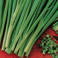 Chives