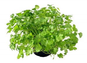 Cilantro