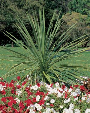 Dracaena Spike