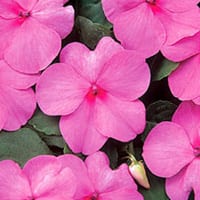 Impatiens