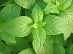 Basil