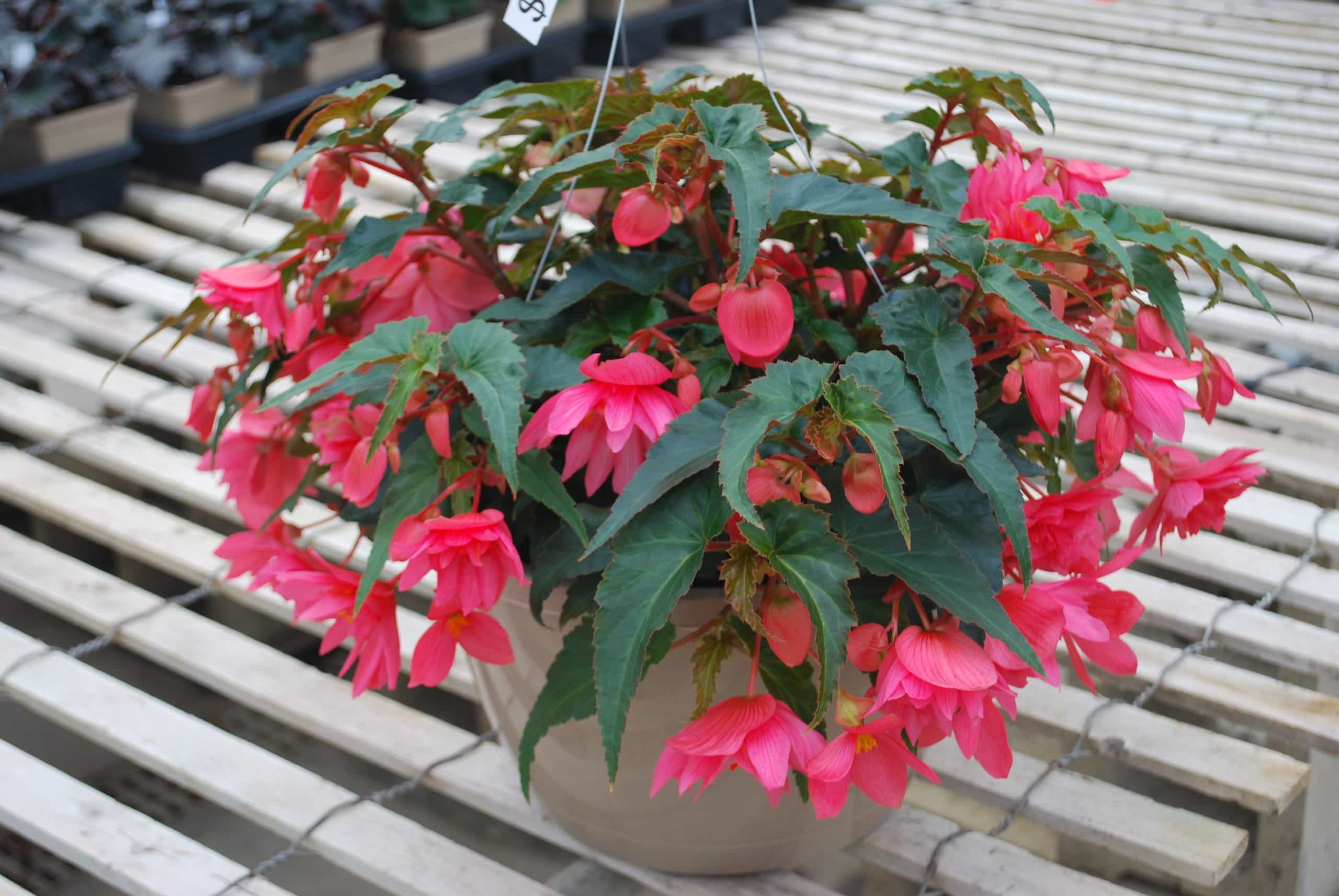 hanging basket begonia plants Begonia Hanging Basket – Cub Pack 65