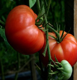 Big Boy Tomato