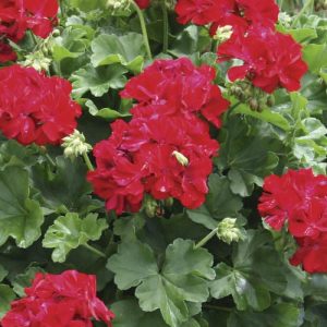 Ivy Geranium Hanging Basket