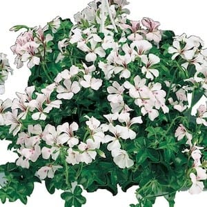 Ivy Geranium Hanging Basket