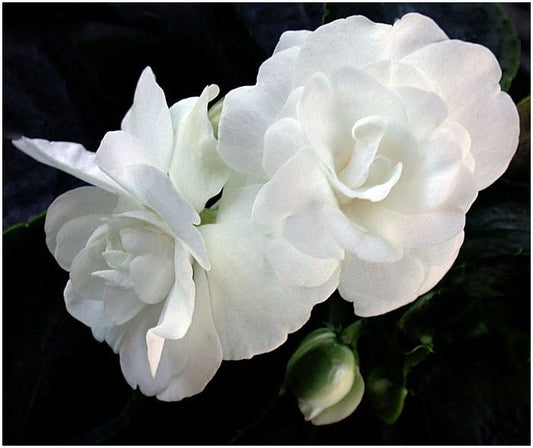 Green Leaf Begonias