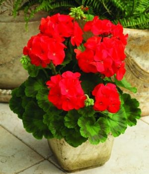 Ivy Geranium