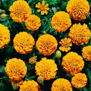 Janie Marigolds