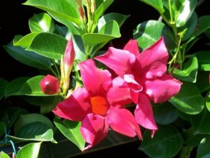 Potted Mandevilla on Trellis