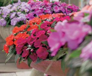 new guinea impatiens hanging plants New Guinea Impatiens Hanging Basket