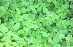 Oregano