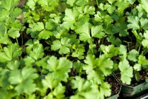 Flat Leaf Parsley