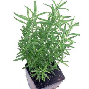Rosemary