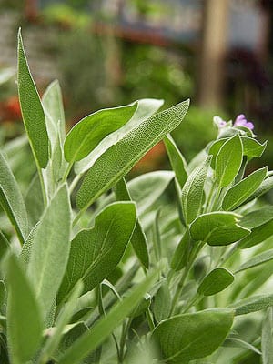 Sage