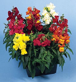Snapdragons