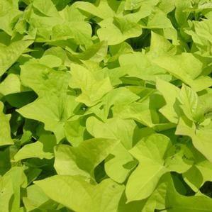 Sweet Potato vine