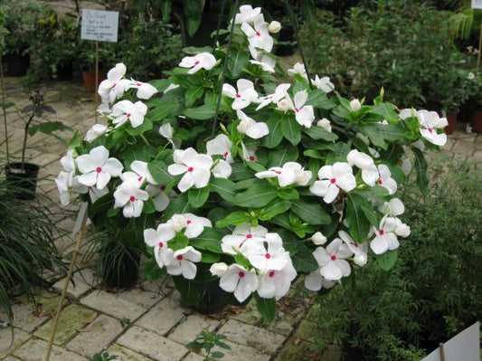 Vinca